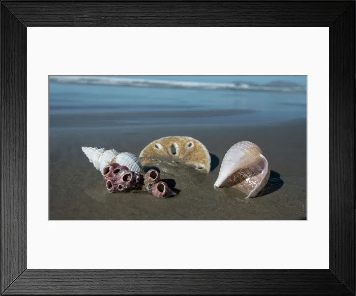 Framed Print : Sea shells on Sand Dollar Beach Baja California Sur
