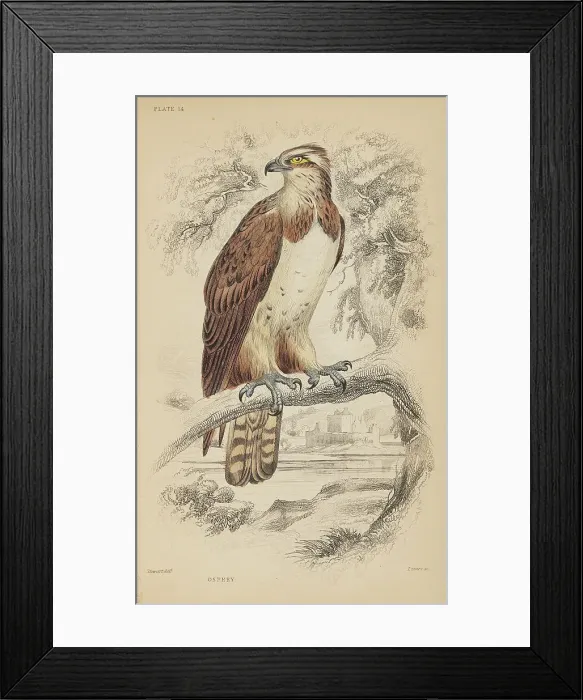Framed Print : 1835 Antique Art Biology Bird Birds Classification Framed Print : 1835 Antique Art Biology Bird Birds Classification