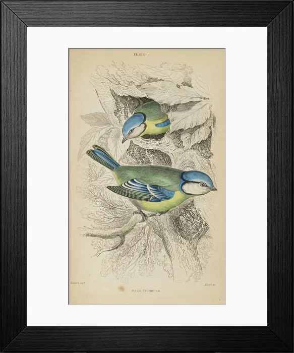 Framed Print : 1835 Antique Art Biology Bird Birds Classification Framed Print : 1835 Antique Art Biology Bird Birds Classification