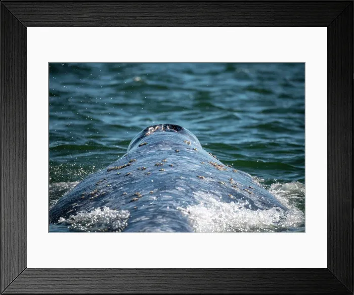 Framed Print : gray whale (Eschrichtius robustus) Framed Print : gray whale (Eschrichtius robustus)