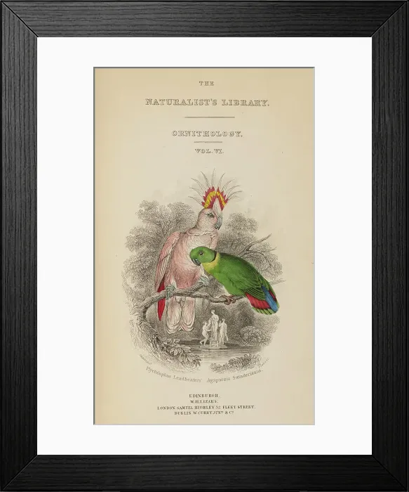 Framed Print : 1835 Antique Art Biology Bird Birds Classification Framed Print : 1835 Antique Art Biology Bird Birds Classification