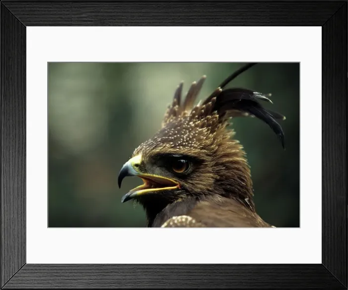 Framed Print : Longcrested Eagle. Portrait. Howick
