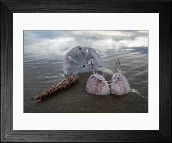Framed Print : sea shells on sand dollar beach Baja California Sur, Magdelena Bay