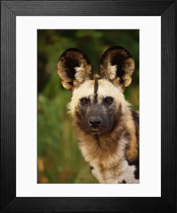 Framed Print : Wild Dog (Lycaon pictus). Northern Tuli Game Reserve Framed Print : Wild Dog (Lycaon pictus). Northern Tuli Game Reserve