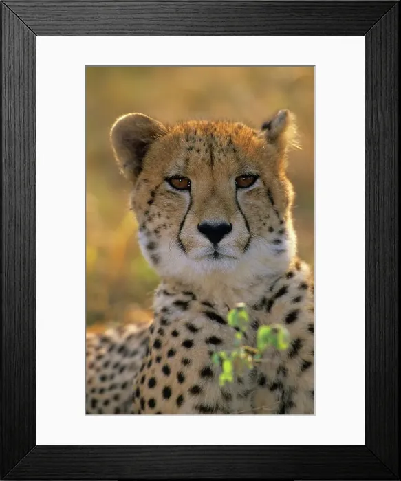 Framed Print : Cheetah. Acinonyx jubetus. Portrait Framed Print : Cheetah. Acinonyx jubetus. Portrait