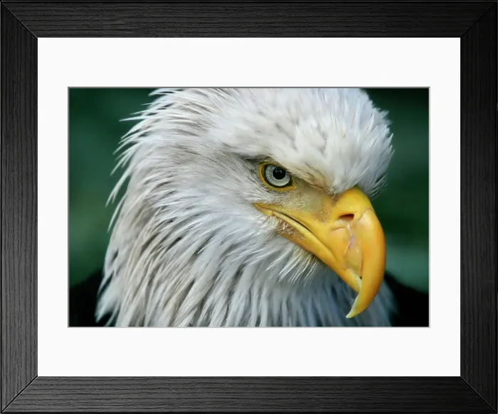 Framed Print : Close-up of a bald eagle (Haliaeetus leucocephalus) Framed Print : Close-up of a bald eagle (Haliaeetus leucocephalus)