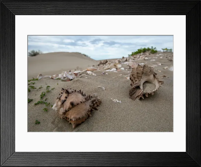 Framed Print : shells at shell midden at magdelena Bay, Baja California Sur Framed Print : shells at shell midden at magdelena Bay, Baja California Sur