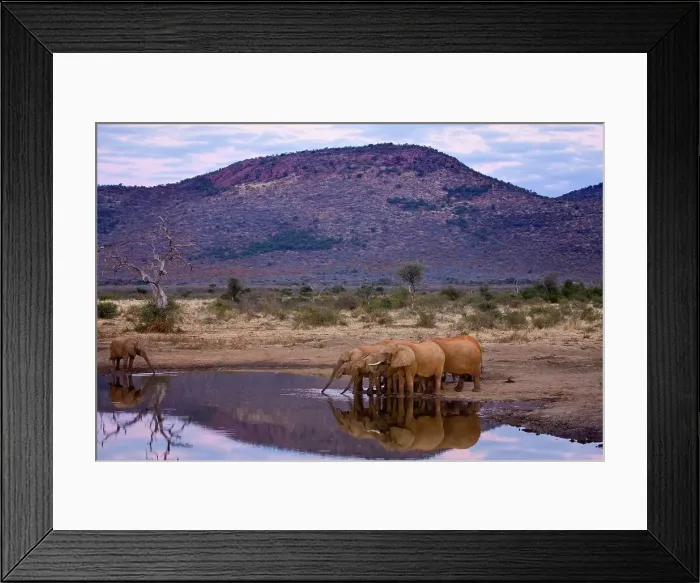 Framed Print : African Elephant (Loxodonta africana) Framed Print : African Elephant (Loxodonta africana)