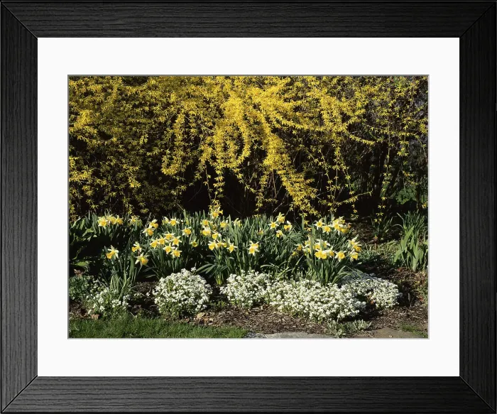 Framed Print : New Jersey State Botanical Garden, New Jersey, USA Framed Print : New Jersey State Botanical Garden, New Jersey, USA