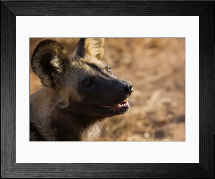 Framed Print : Wild Dog (Lycaon pictus). Hoedspruit Conservation Centre