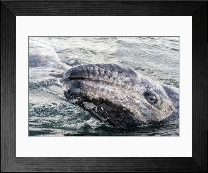 Framed Print : Baja California Sur Friendly Whales Magdalena Bay Framed Print : Baja California Sur Friendly Whales Magdalena Bay