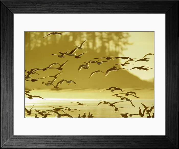 Framed Print : Seagulls flying over the beach Framed Print : Seagulls flying over the beach