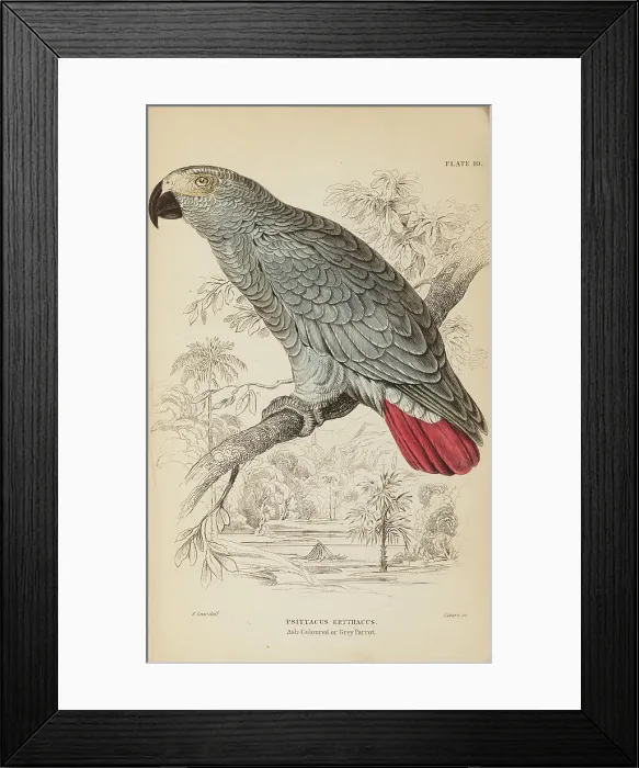 Framed Print : 1835 Antique Art Biology Bird Birds Classification
