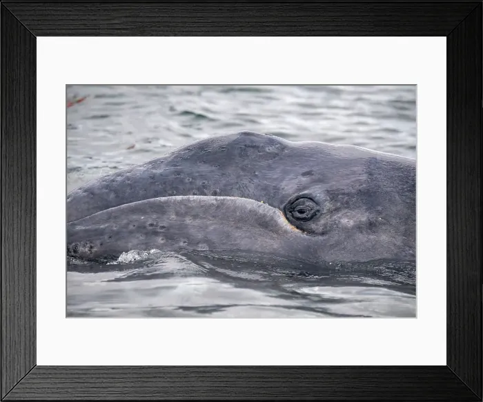 Framed Print : gray whale calf Framed Print : gray whale calf