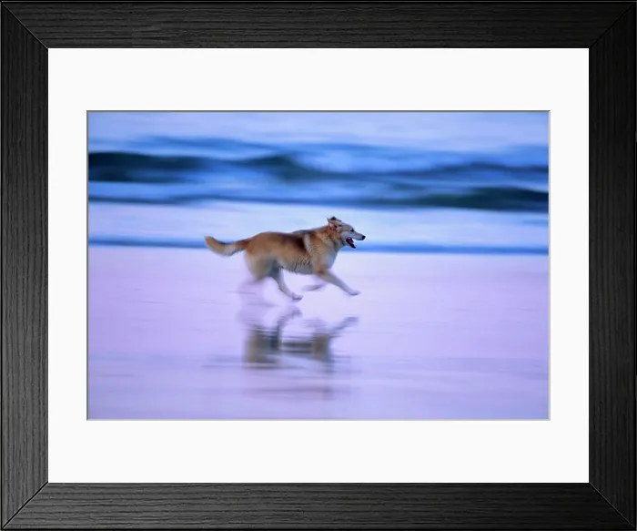 Framed Print : Dog running on the beach, Long Beach Framed Print : Dog running on the beach, Long Beach