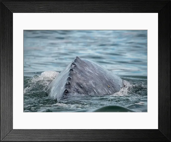 Framed Print : back of gray whale Framed Print : back of gray whale