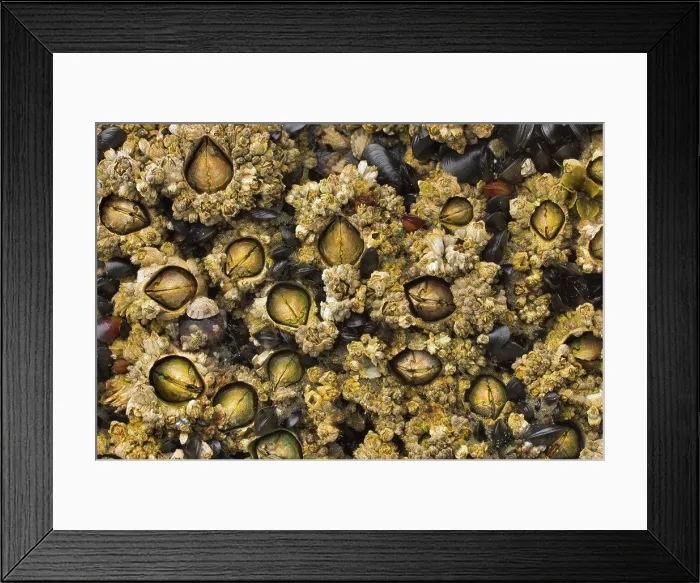 Framed Print : Barnacles underwater, Long Beach