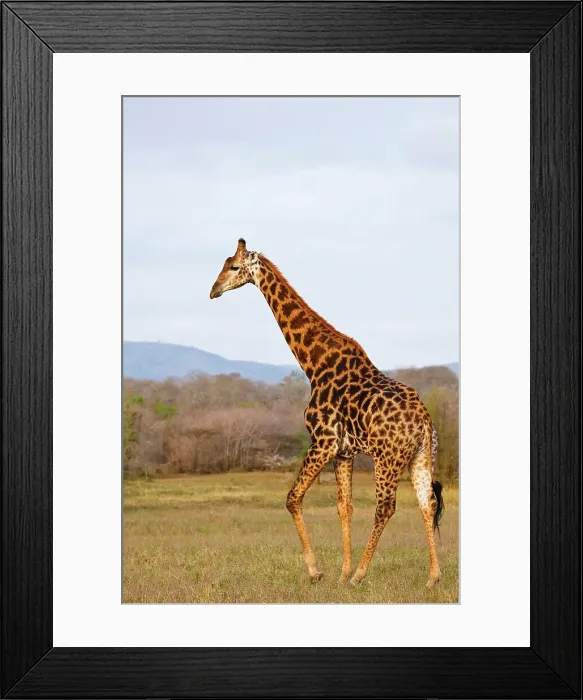 Framed Print : Giraffe Giraffa Camelopardalis} Framed Print : Giraffe Giraffa Camelopardalis}
