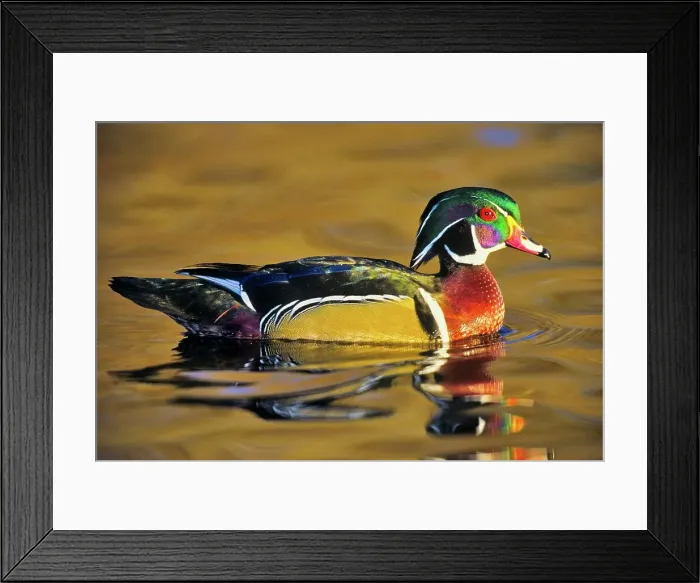 Framed Print : Canada, British Columbia, Vancouver island Framed Print : Canada, British Columbia, Vancouver island