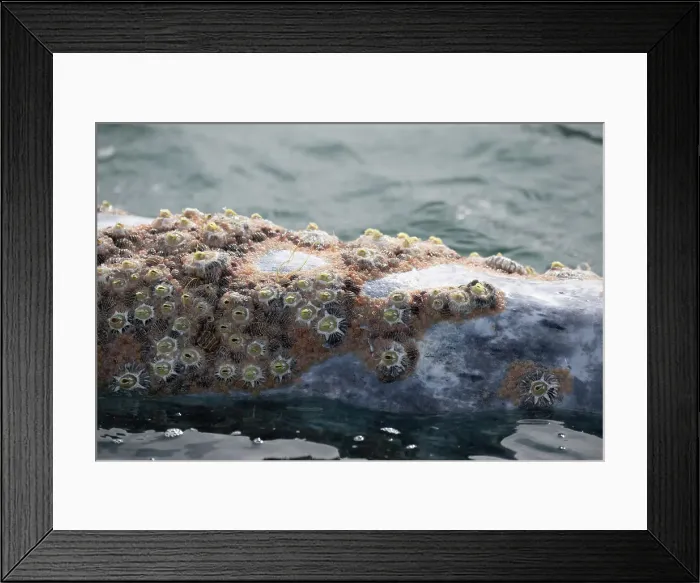 Framed Print : Callosities (whale Lice) on head of gray whale Framed Print : Callosities (whale Lice) on head of gray whale