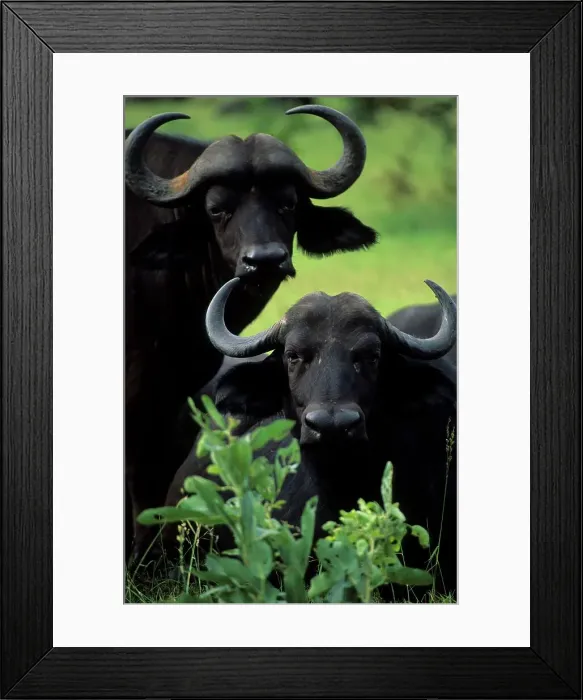 Framed Print : Buffalo (Syncerus caffer). Portrait Framed Print : Buffalo (Syncerus caffer). Portrait