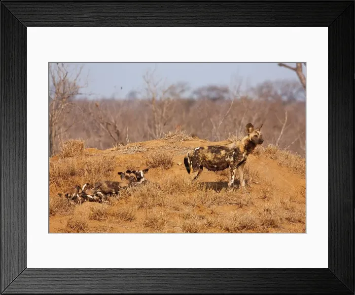 Framed Print : Wild Dog Lycaon Pictus}. Manyeleti Game Reserve Framed Print : Wild Dog Lycaon Pictus}. Manyeleti Game Reserve