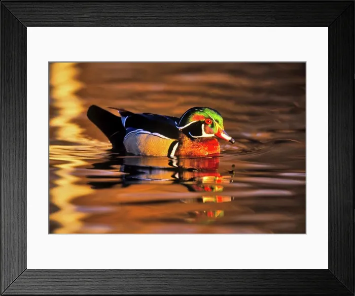 Framed Print : Canada, British Columbia, Vancouver island Framed Print : Canada, British Columbia, Vancouver island