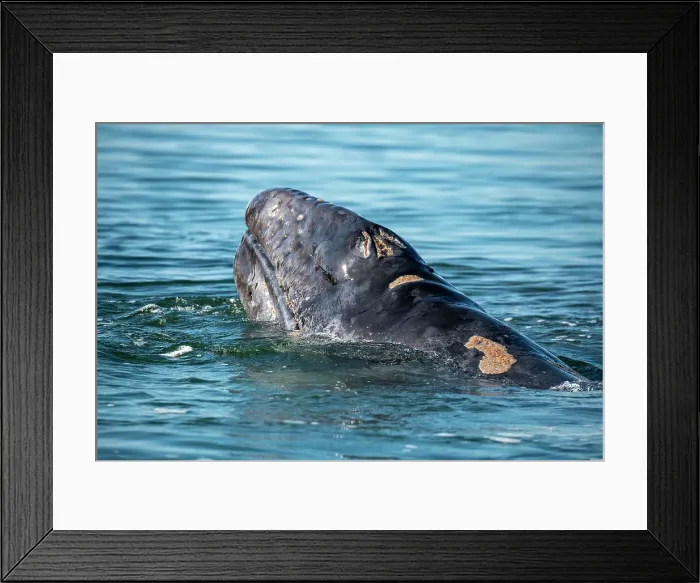 Framed Print : gray whale calf Framed Print : gray whale calf
