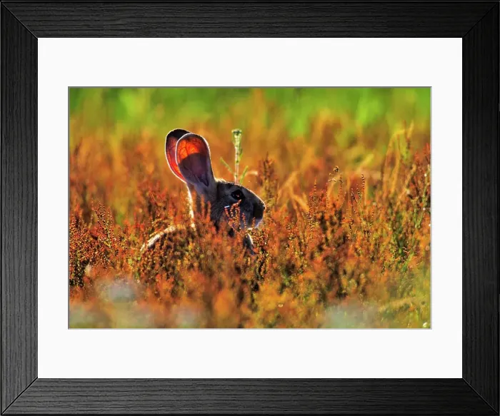 Framed Print : Canada, British Columbia, Vancouver island Framed Print : Canada, British Columbia, Vancouver island