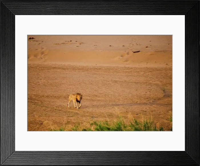 Framed Print : Lion Panthera leo}. Hluhluwe iMfolozi Park Framed Print : Lion Panthera leo}. Hluhluwe iMfolozi Park