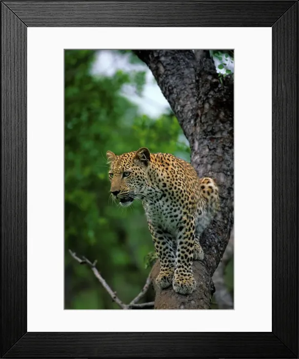 Framed Print : Leopard. Panthera pardus. In Tree Framed Print : Leopard. Panthera pardus. In Tree