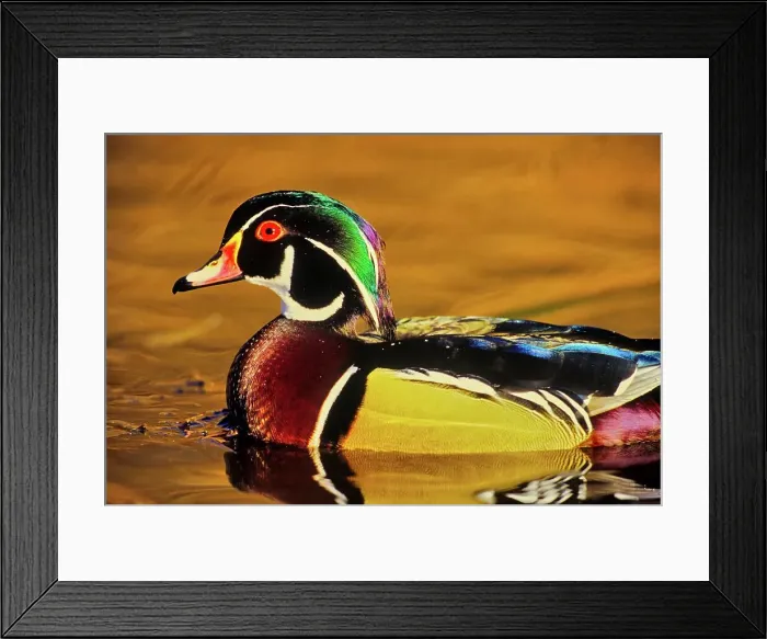 Framed Print : Canada, British Columbia, Vancouver island Framed Print : Canada, British Columbia, Vancouver island