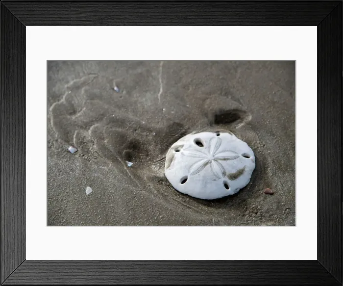 Framed Print : sand dollar on beach