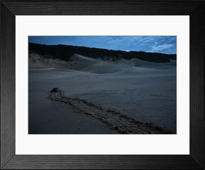 Framed Print : Loggerhead Turtle (Caretta caretta) nesting on beach Framed Print : Loggerhead Turtle (Caretta caretta) nesting on beach