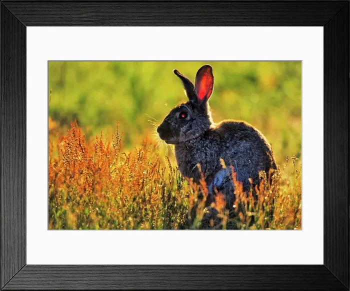 Framed Print : Canada, Vancouver island, Rabbit sitting in grass Framed Print : Canada, Vancouver island, Rabbit sitting in grass