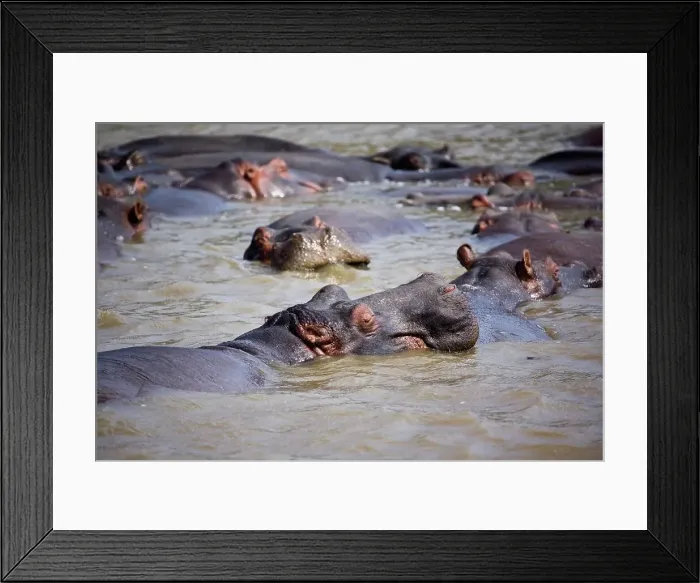 Framed Print : Hippopotamus (Hippopotamus amphibius) Framed Print : Hippopotamus (Hippopotamus amphibius)