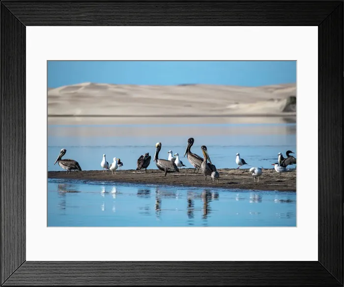 Framed Print : pelicans on sand, Magdelena Bay, Baja California Sur, mexico Framed Print : pelicans on sand, Magdelena Bay, Baja California Sur, mexico