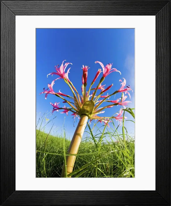 Framed Print : Candelabra Flower (Brunsvigia radulosa) Framed Print : Candelabra Flower (Brunsvigia radulosa)