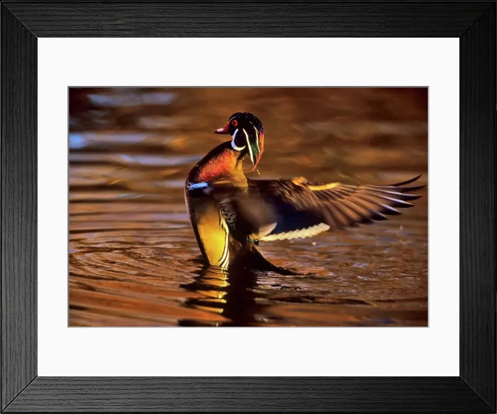 Framed Print : Canada, British Columbia, Vancouver island Framed Print : Canada, British Columbia, Vancouver island