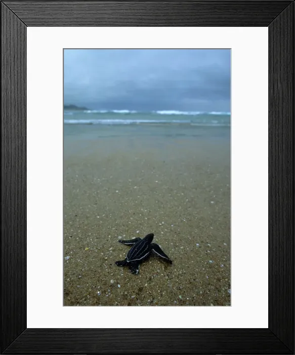 Framed Print : Leatherback turtle (Dermochelys coriacea) hatchling on its way to the sea Framed Print : Leatherback turtle (Dermochelys coriacea) hatchling on its way to the sea