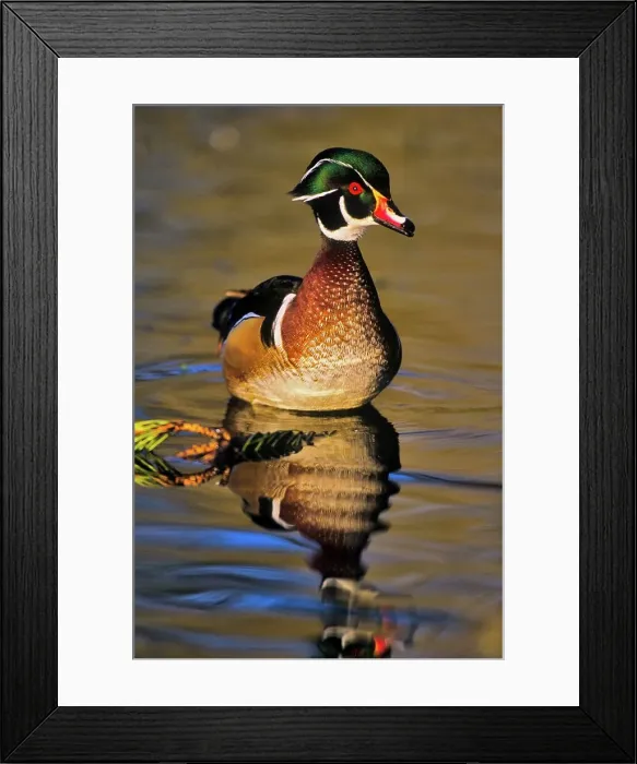 Framed Print : Canada, British Columbia, Vancouver island Framed Print : Canada, British Columbia, Vancouver island