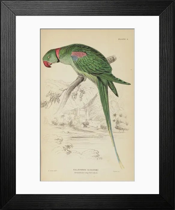 Framed Print : 1835 Antique Art Biology Bird Birds Classification Framed Print : 1835 Antique Art Biology Bird Birds Classification