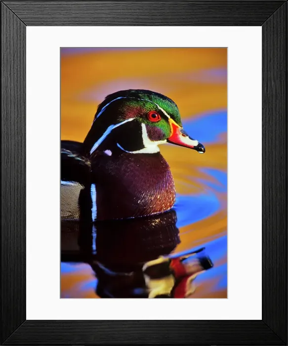 Framed Print : Canada, British Columbia, Vancouver island