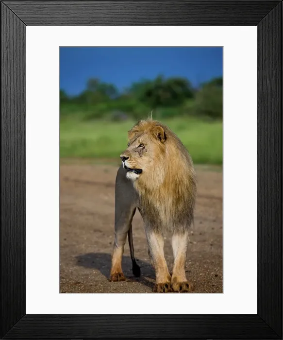 Framed Print : Lion (Panthera leo). Madikwe Game Reserve Framed Print : Lion (Panthera leo). Madikwe Game Reserve