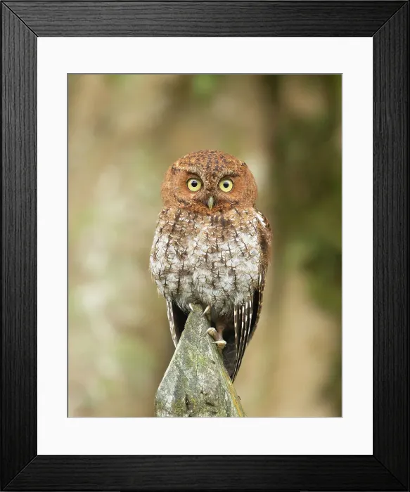 Framed Print : Bare-shanked Screech-Owl Framed Print : Bare-shanked Screech-Owl