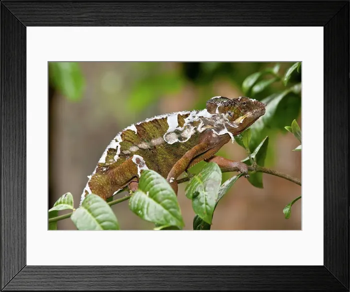 Framed Print : Male Panther chameleon (Furcifer pardalis) shedding its skin Framed Print : Male Panther chameleon (Furcifer pardalis) shedding its skin