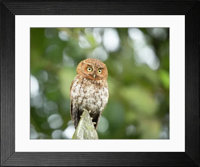 Framed Print : Bare-shanked Screech-Owl Framed Print : Bare-shanked Screech-Owl