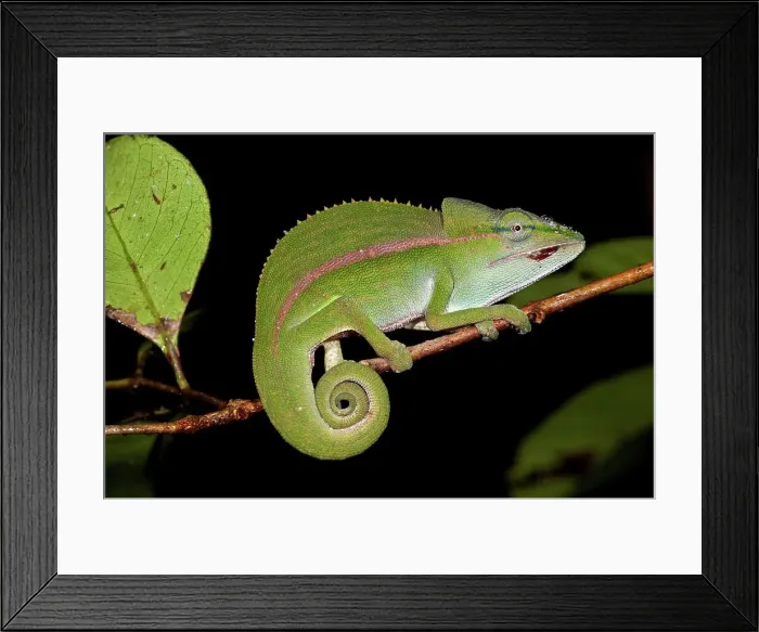 Framed Print : Short-Nosed chameleon (Calumma gastrotaenia) in montane rainforest understory Framed Print : Short-Nosed chameleon (Calumma gastrotaenia) in montane rainforest understory