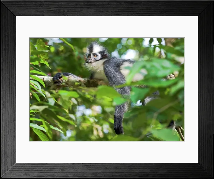 Framed Print : Thomas's langur (Presbytis thomasi) resting in forest canopy Framed Print : Thomas's langur (Presbytis thomasi) resting in forest canopy