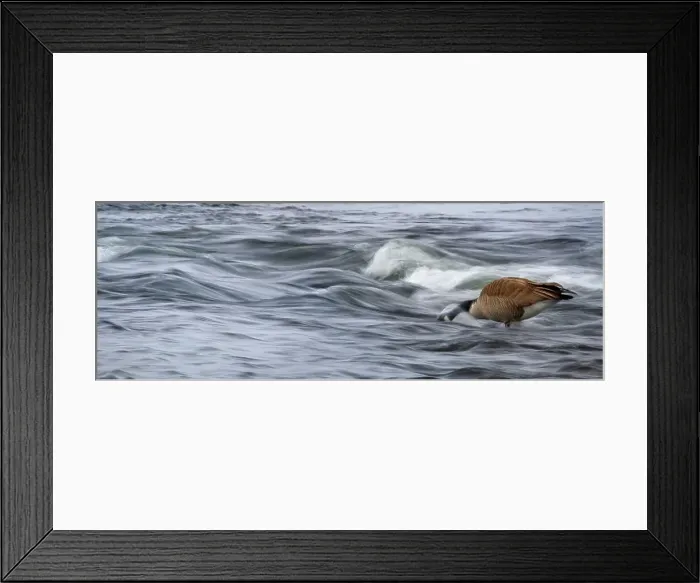 Framed Print : Canada goose (Branta canadensis) feeding in the river Framed Print : Canada goose (Branta canadensis) feeding in the river